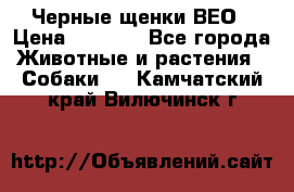 Черные щенки ВЕО › Цена ­ 5 000 - Все города Животные и растения » Собаки   . Камчатский край,Вилючинск г.